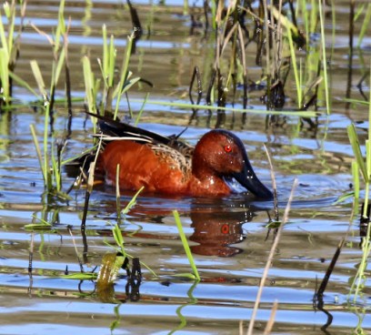 Cinnamon Teal (2)