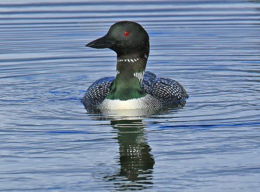 Common Loon