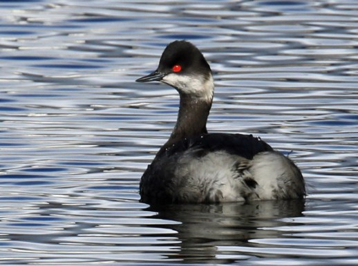 Eared Grebe5