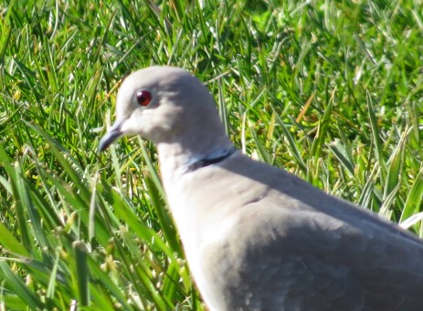 Eurasian Collared Dove