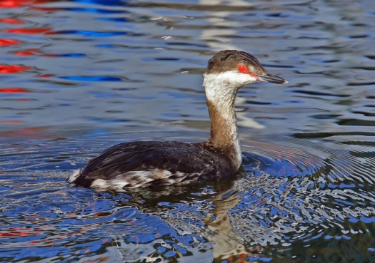 Horned Grebe
