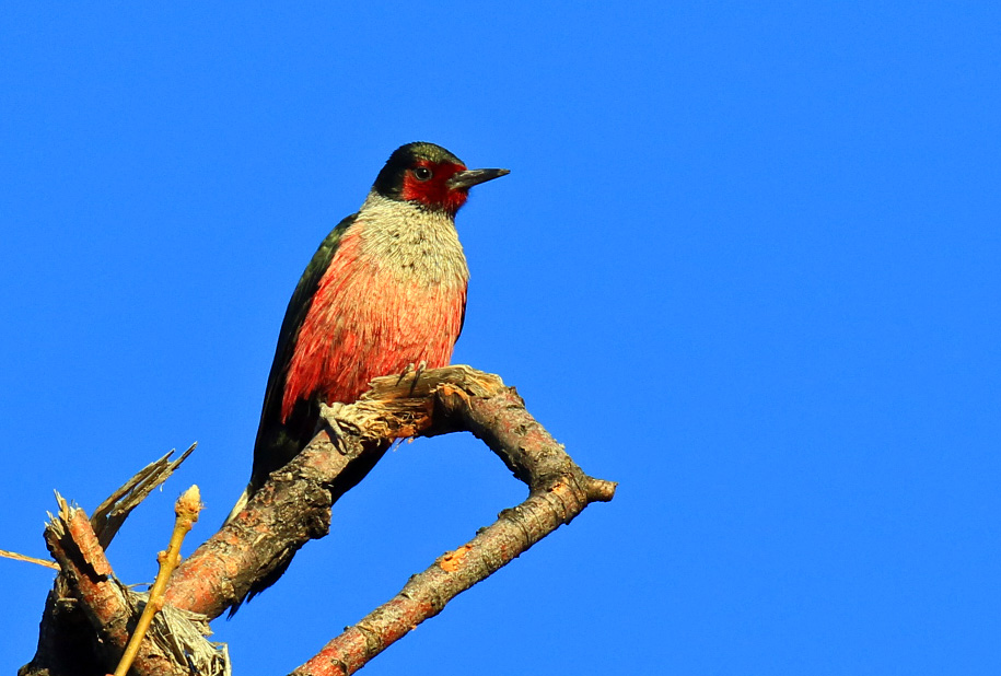 Lewis's Woodpecker