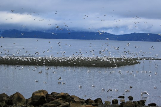 Mass of Gulls