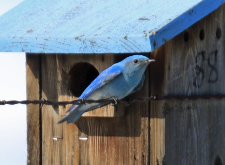Mountain Bluebird