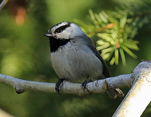 Mountain Chickadee1