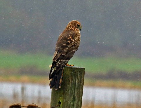 Northern Harrier