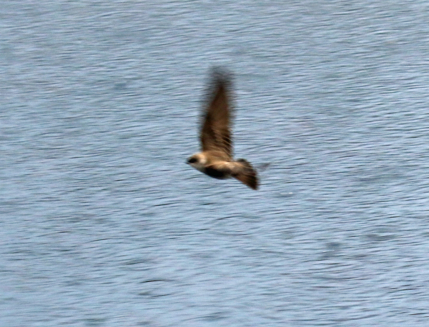Northern Rough Winged Swallow