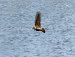 Northern Rough Winged Swallow