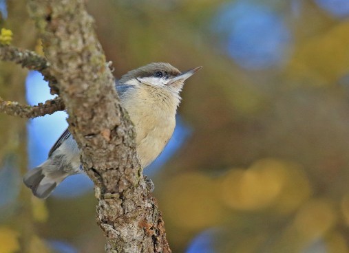 Pygmy Nuthatch1