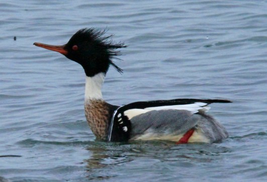 Red Breasted Merganser (2)