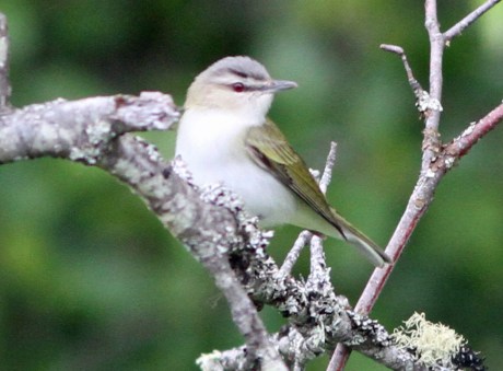 Red Eyed Vireo1