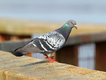 Rock Pigeon