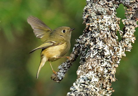 Ruby Crowned Kinglet (2)
