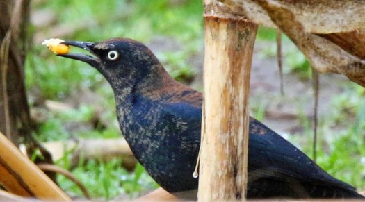 Rusty Blackbird2