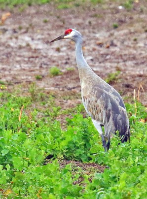 SAndhill Crane2