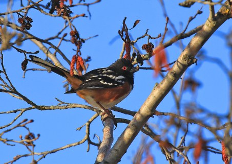 Spotted Towhee