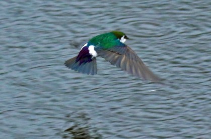 Violet Green Swallow