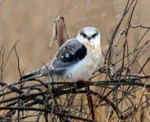 White Tailed Kite2