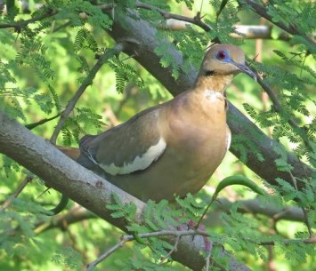 White Winged Dove