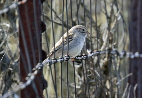 Brewer's Sparrow - Copy