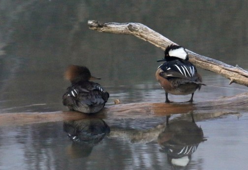 Hooded Mergansers