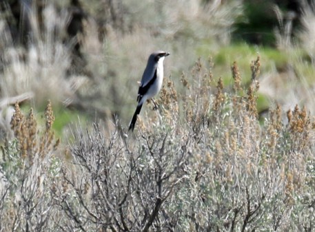 Loggerhead Shrike - Copy