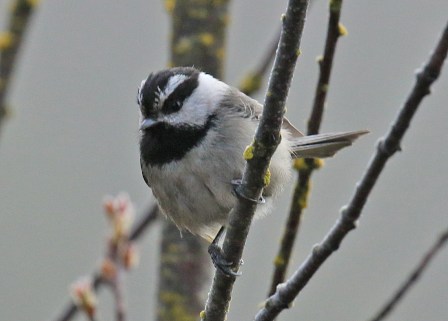 Mountain Chickadee
