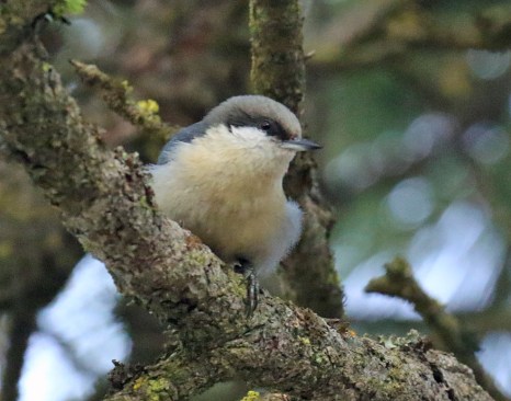 Pygmy Nuthatch