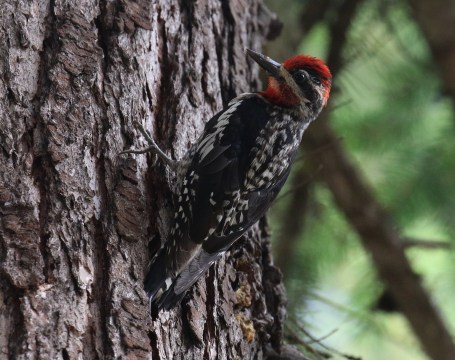 Red Naped Sapsucker