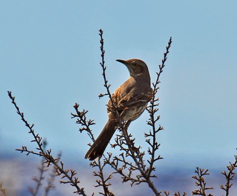 Sage Thrasher - Copy