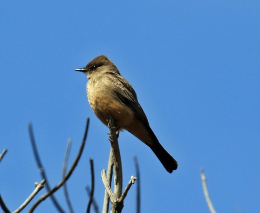 SAy's Phoebe - Copy