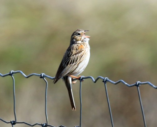 Vesper Sparrow - Copy