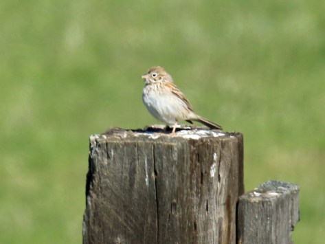 Vesper Sparrow