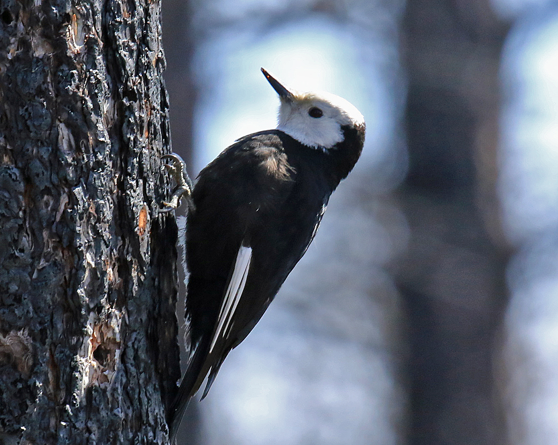 White Headed Woodpecker