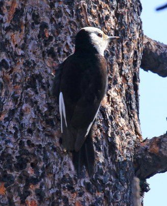 White Headed Woodpecker1