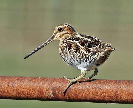 Wilson's Snipe2