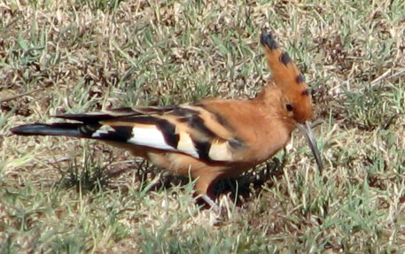 54 Hoopoe
