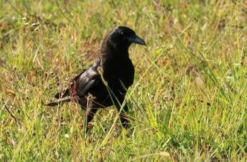 American Crow