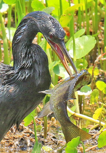 Anhinga with Fish Close