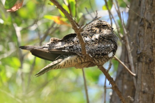 Antillean Nighthawk