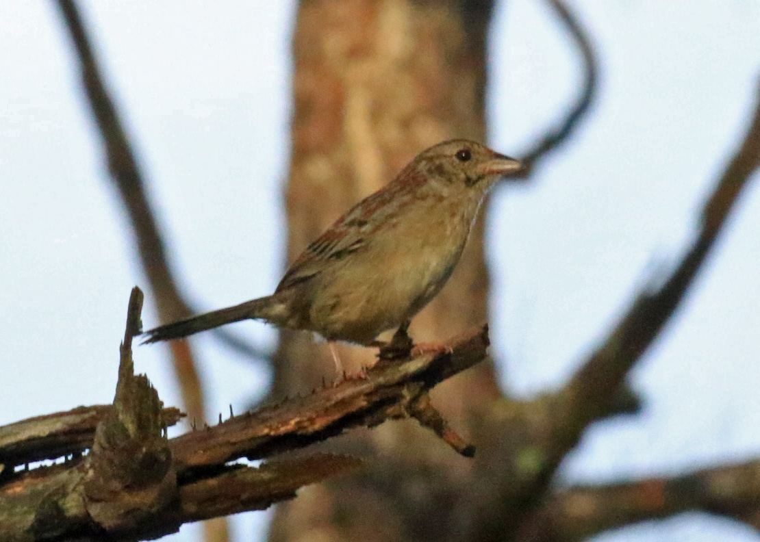 Bachman's Sparrow5