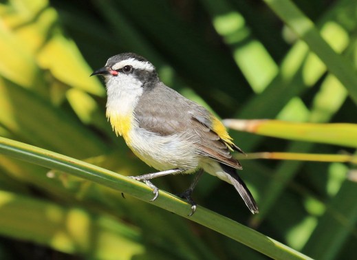 Bananaquit Best
