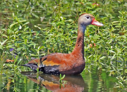 Black Bellied Whistling Duck5