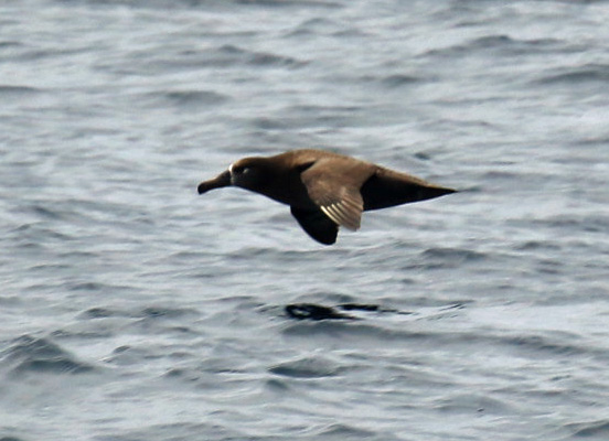 Black Footed Albatross