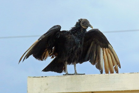 Black Vulture Drying
