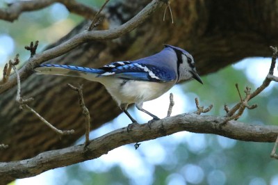 Bluejay