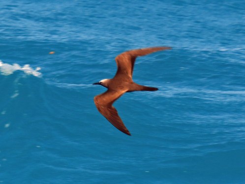 Brown Noddy Tern Flight