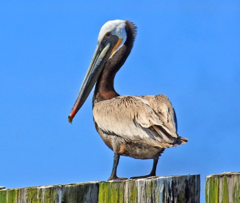 Brown Pelican1