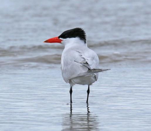 Caspian Tern