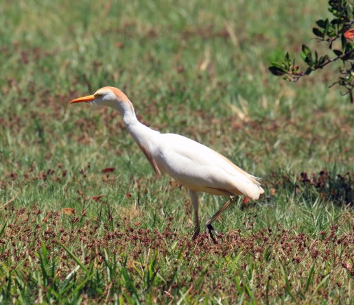 Cattle Egret